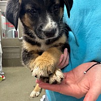 adopt a pet