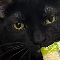 adopt-pet