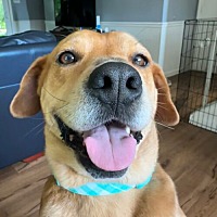 adopt a pet