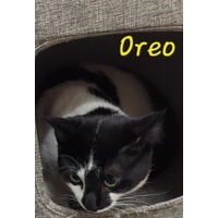 adopt-pet