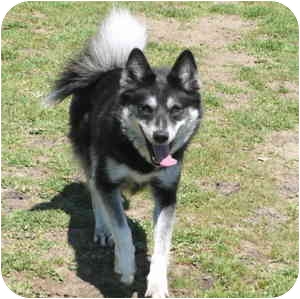 alaskan klee kai australian shepherd mix