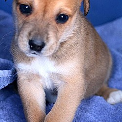 Thumbnail photo of CURRY(OUR "SPICE" PUPPY! #2