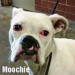 Thumbnail photo of Moochie #1