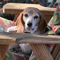Thumbnail photo of Beagle Bailey #1