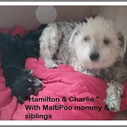 Thumbnail photo of Hamilton (in adoption process) #4