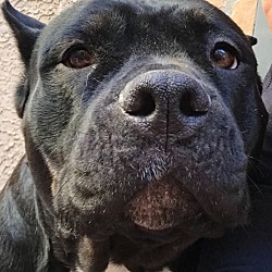 Cane Corso Puppies For Sale In Phoenix Arizona Adoptapetcom