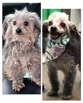 harrison ford boston terrier