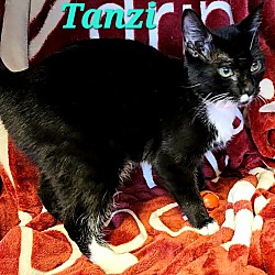 Thumbnail photo of Tanzie #3