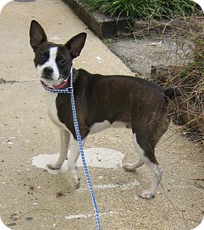 jack russell mixed with boston terrier