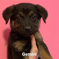 Thumbnail photo of Zodiac : Gemini #1