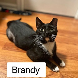 Thumbnail photo of Brandy, Jenkintown PetSmart (FCID 5/21/2024-116) #1