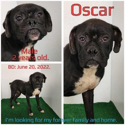 Thumbnail photo of Oscar #1