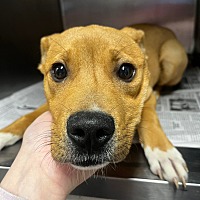 adopt a pet