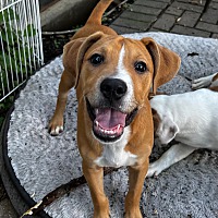adopt a pet