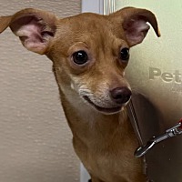 adopt-pet