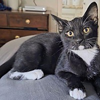adopt a pet