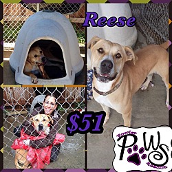 Thumbnail photo of Reese #2
