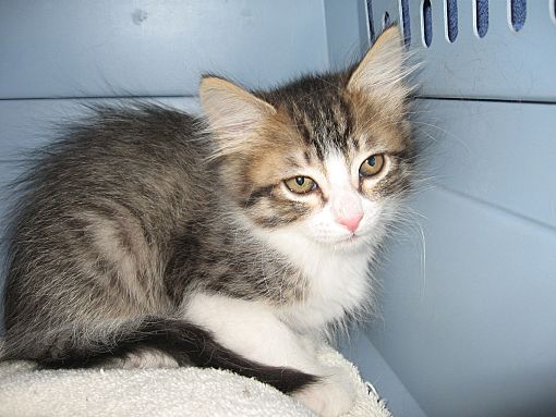 Fallon Nv Domestic Shorthair Meet Kittens A Pet For Adoption