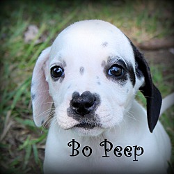 Thumbnail photo of Bo Peep~adopted! #1