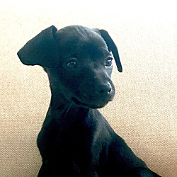 Photo of *Ellie - PENDING