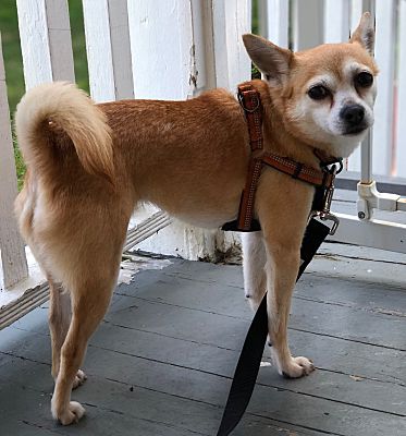 Bucks County Pa Shiba Inu Meet Jamie A Pet For Adoption