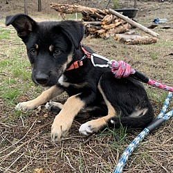 Photo of Luna
