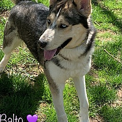 Photo of Balto