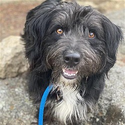 Photo of Scruffy - Adopted!