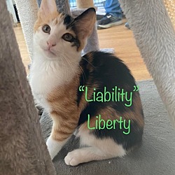 Photo of Liability Liberty