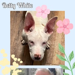 Thumbnail photo of Betty White #4