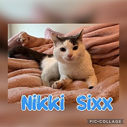Thumbnail photo of Nikki Sixx #2