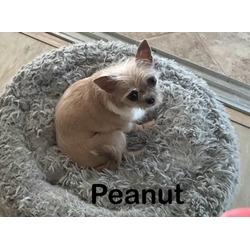 Photo of Peanut #12
