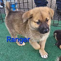 Photo of Ranger