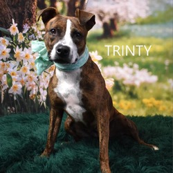 Thumbnail photo of Trinity #3