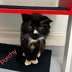 Thumbnail photo of SR PORCHY  (FIV+) #1