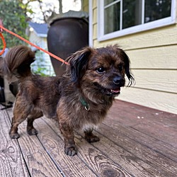 Thumbnail photo of Tonka a brindled Tibetan Spaniel #1