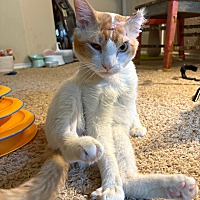 adopt a pet