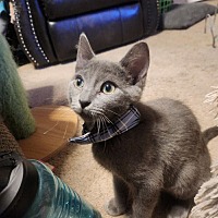 adopt a pet