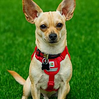 adopt-pet