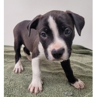 adopt-pet