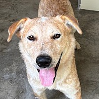 adopt a pet