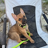 adopt a pet