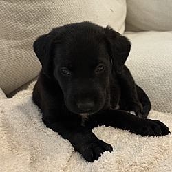 Lucali, Flat-Coated Retriever