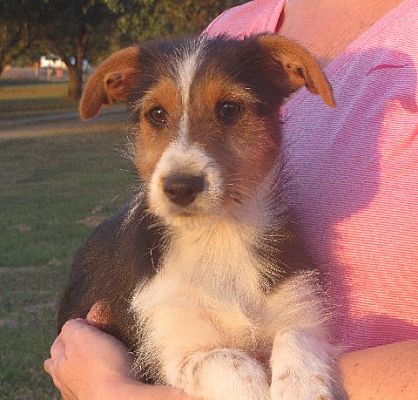 Sheltie best sale terrier mix