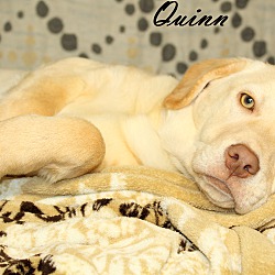 Thumbnail photo of Quinn~adopted! #4