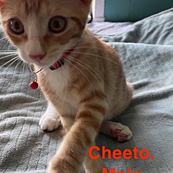 Photo of Cheeto
