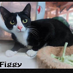 Thumbnail photo of Figgy #4
