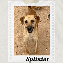 Photo of Splinter