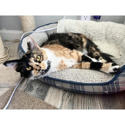 Photo of *COCO