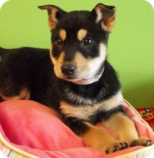 min pin husky mix